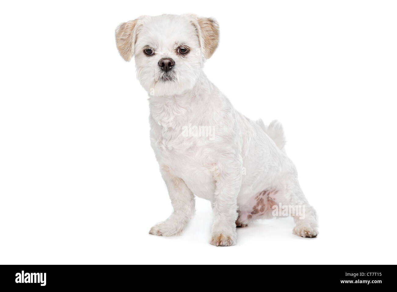 Maltese Shih Tzu High Resolution Stock Photography And Images Alamy