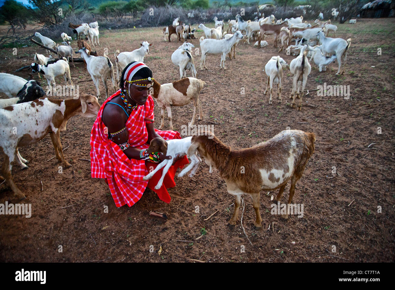 Goats in Samburu, Africa Stock Photo Alamy