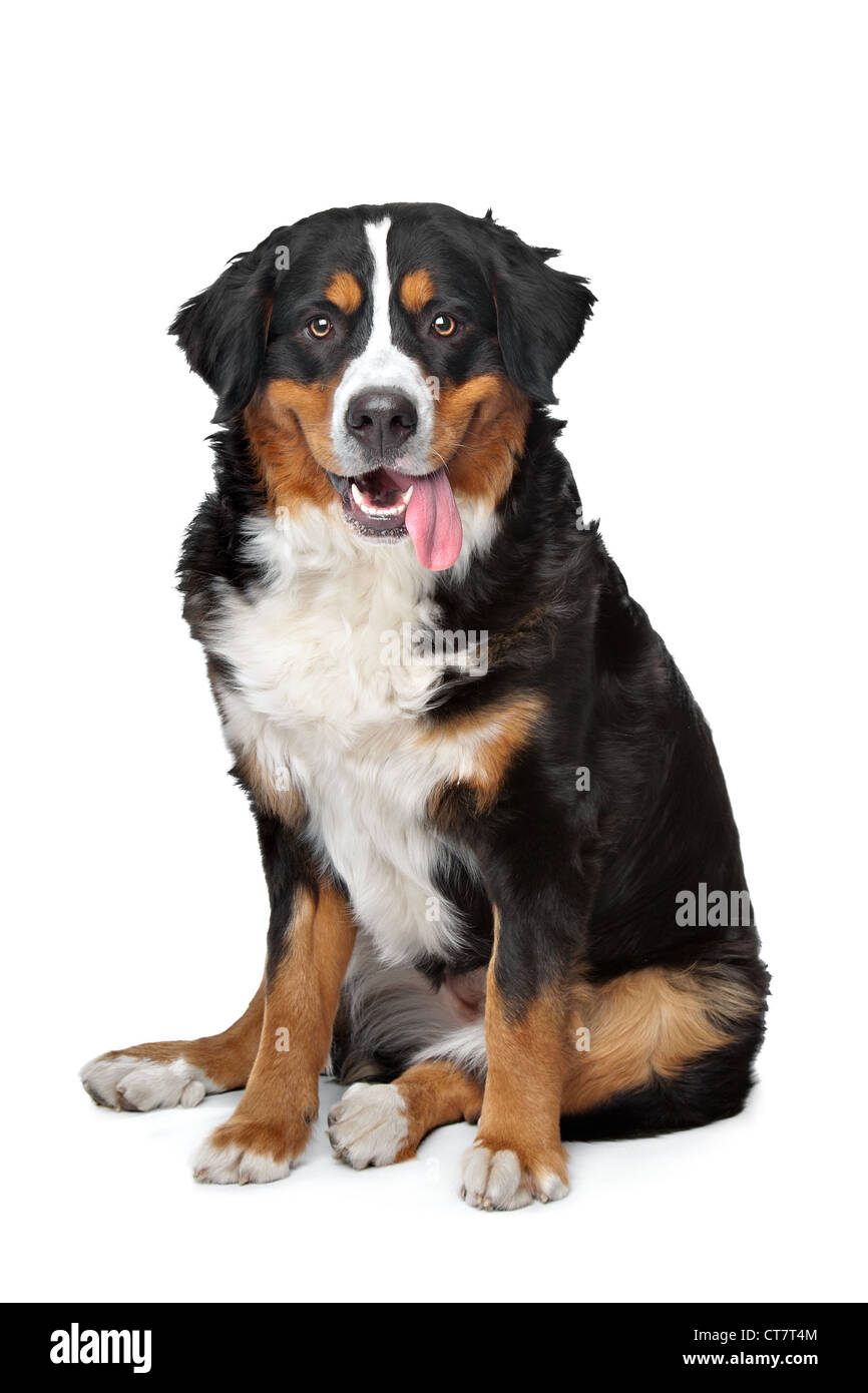 Bernese Mountain Dog in front of a white background Stock Photo - Alamy