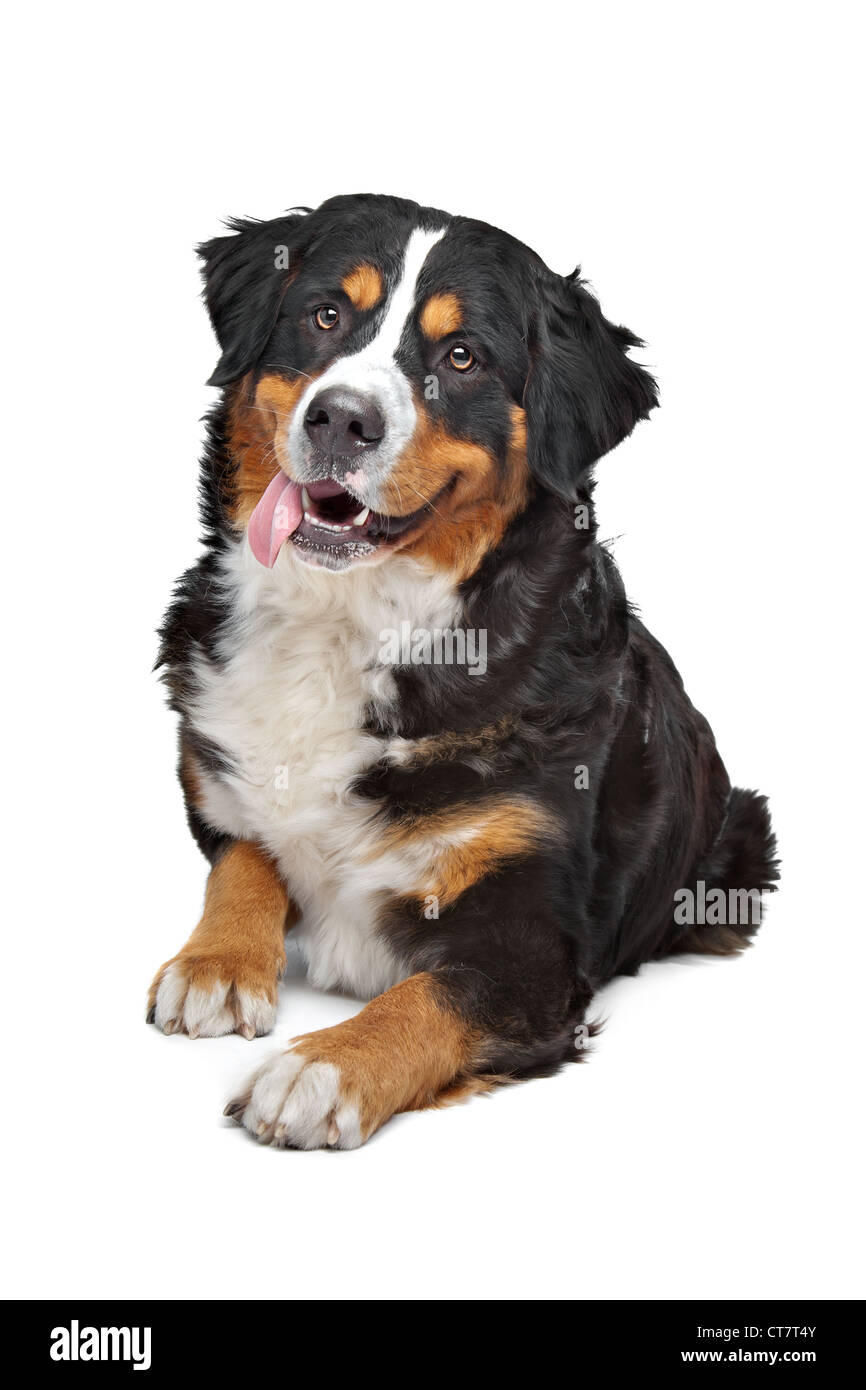 Bernese Mountain Dog in front of a white background Stock Photo - Alamy