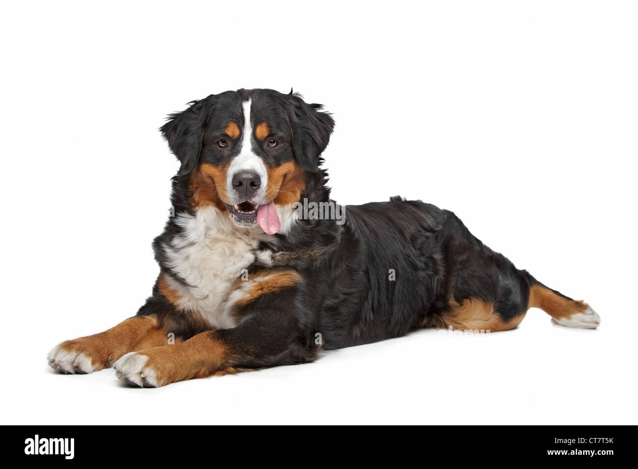 Bernese Mountain Dog in front of a white background Stock Photo - Alamy