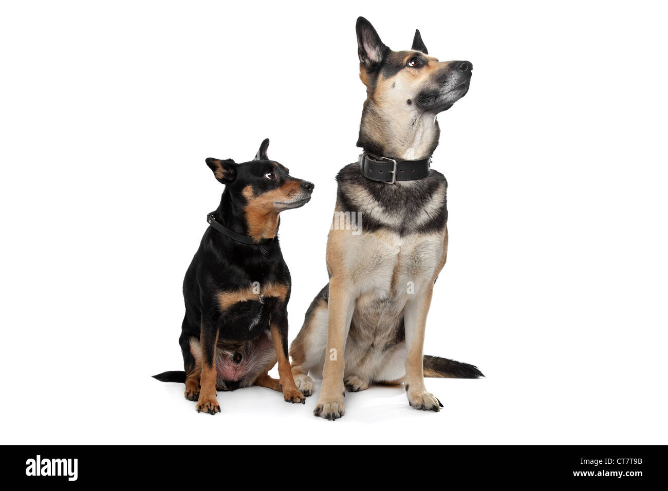 Two mixed breed dogs in front of a white background Stock Photo