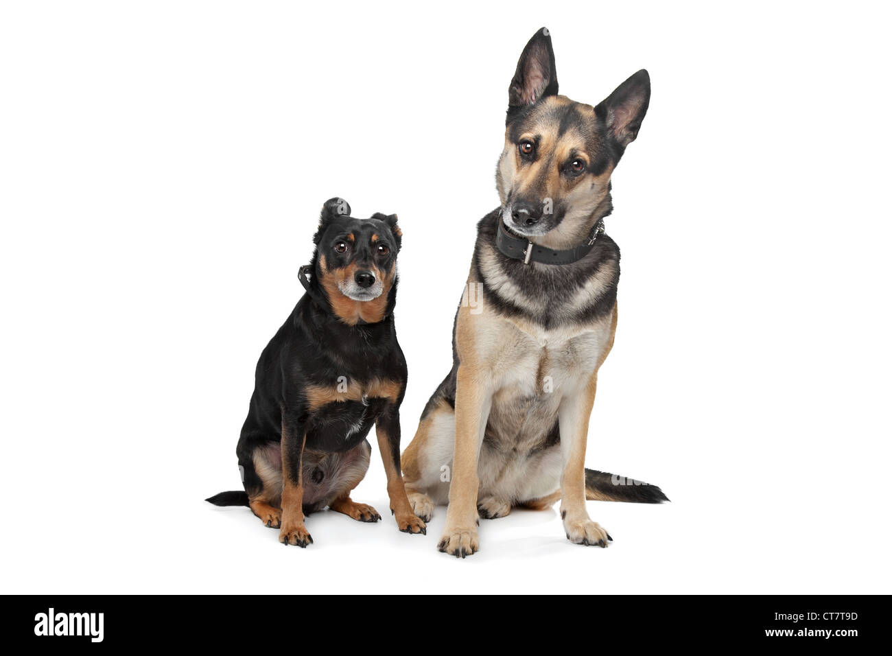 Two mixed breed dogs in front of a white background Stock Photo