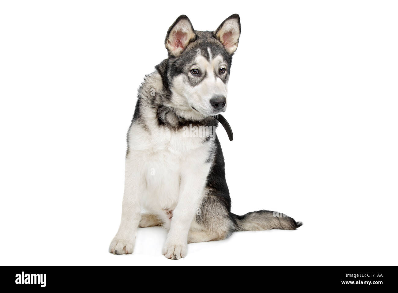 Alaskan Malamute puppy in front of a white background Stock Photo