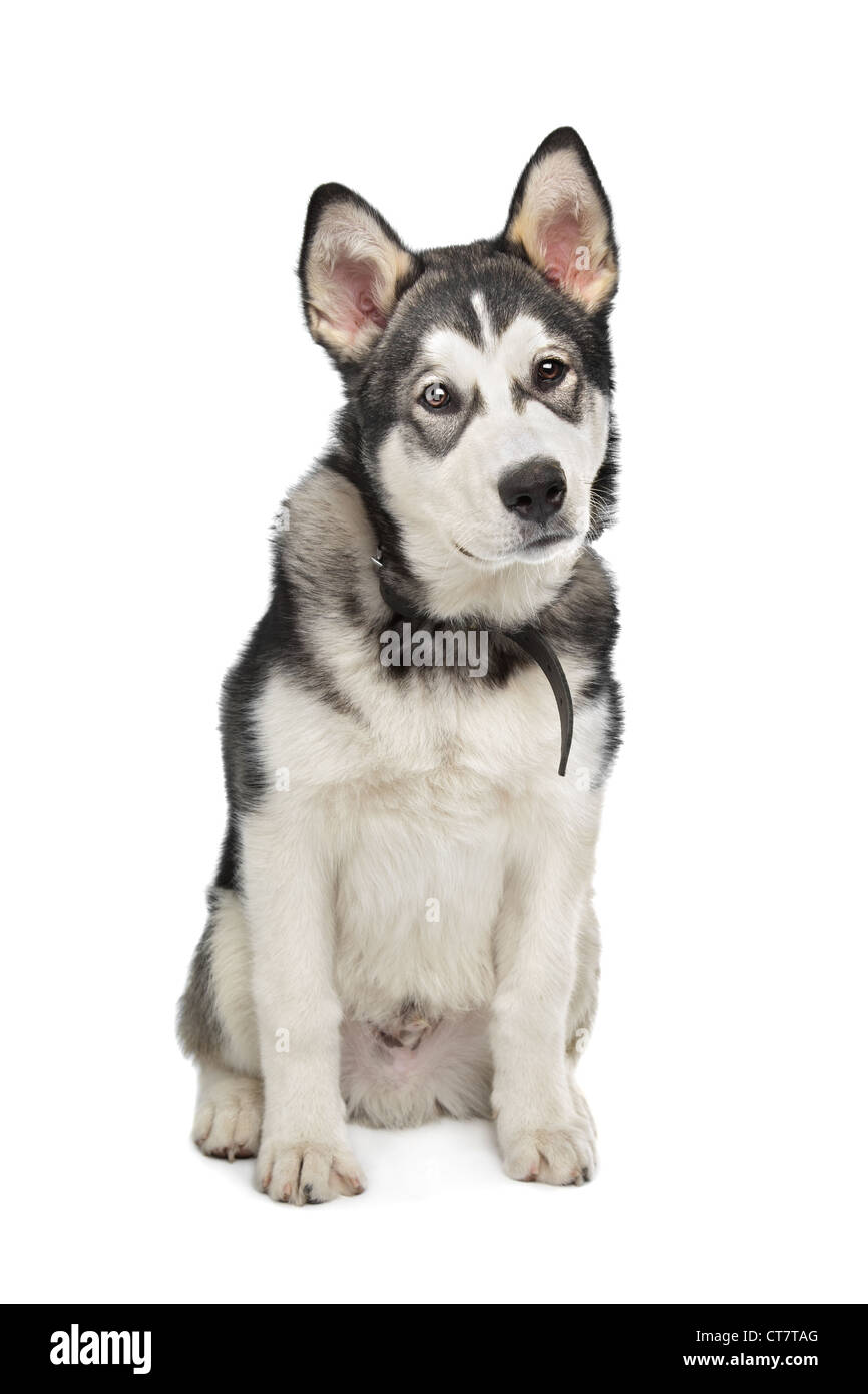 Alaskan Malamute puppy in front of a white background Stock Photo