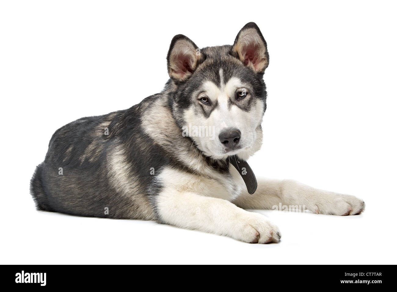 Alaskan Malamute puppy in front of a white background Stock Photo