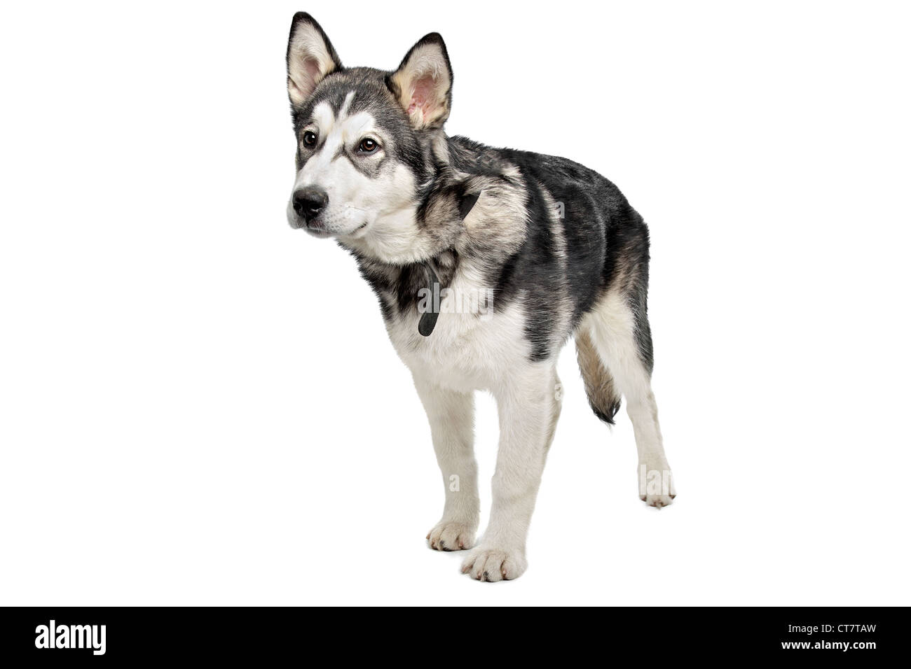 Alaskan Malamute puppy in front of a white background Stock Photo