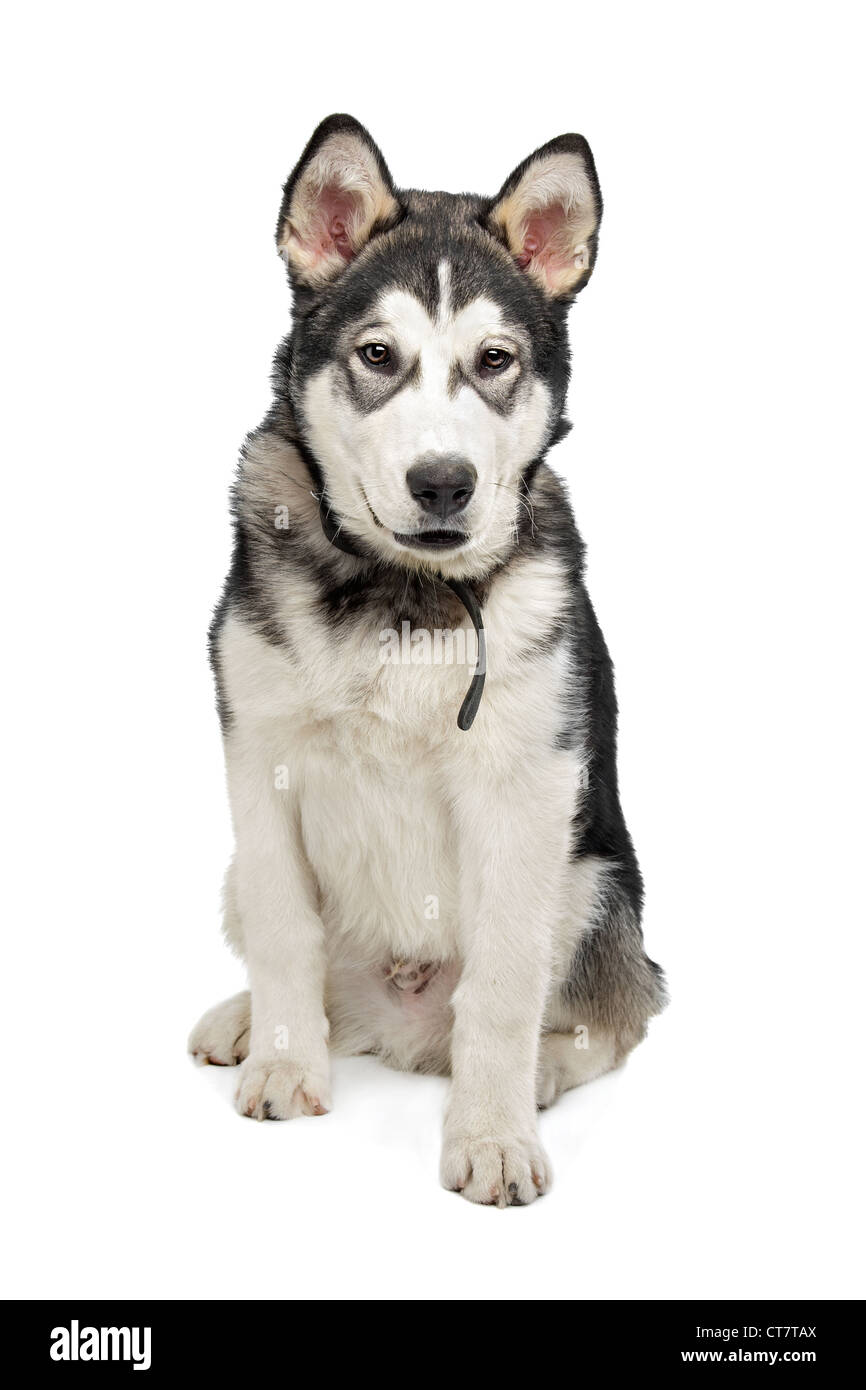 Alaskan Malamute puppy in front of a white background Stock Photo