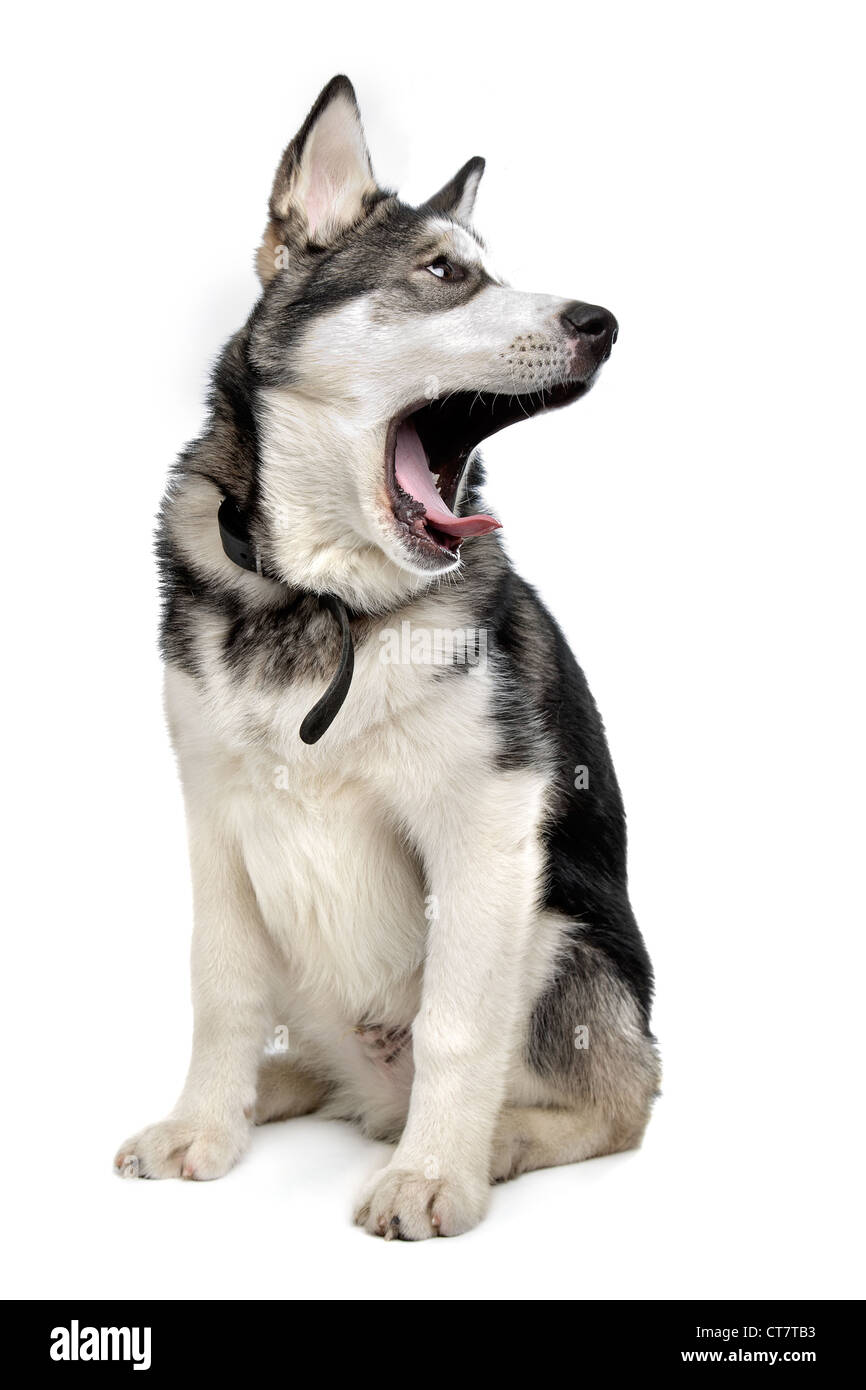 Alaskan Malamute puppy in front of a white background Stock Photo