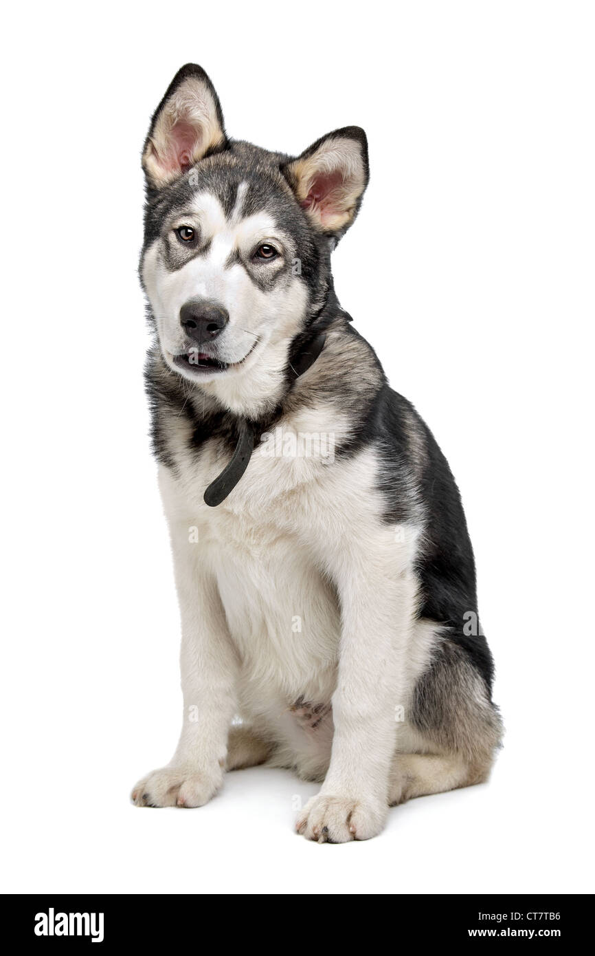 Alaskan Malamute puppy in front of a white background Stock Photo