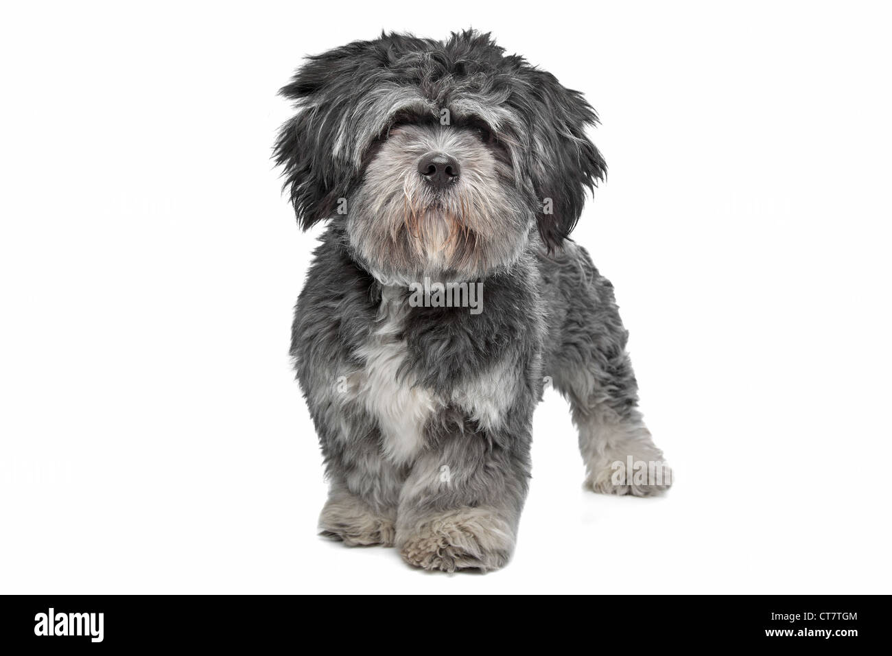 Lhasa Apso standing in front of a white background Stock Photo