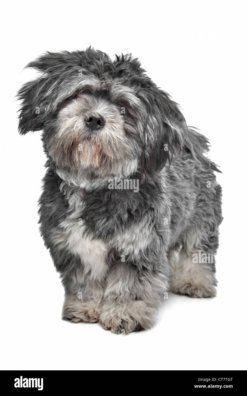 Lhasa Apso standing in front of a white background Stock Photo