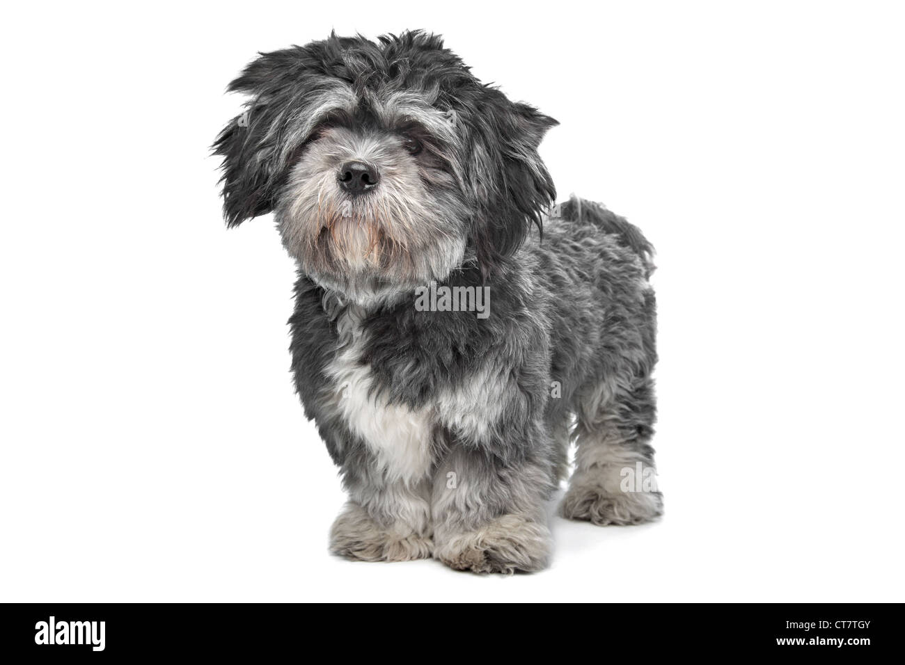 Lhasa Apso standing in front of a white background Stock Photo