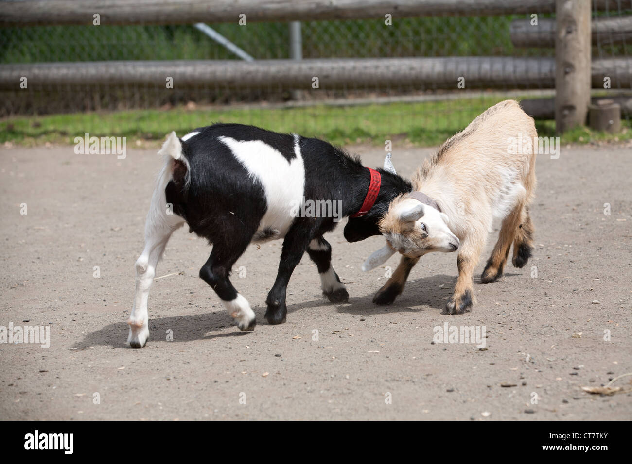 Goat Butting Stock Photos & Goat Butting Stock Images Alamy
