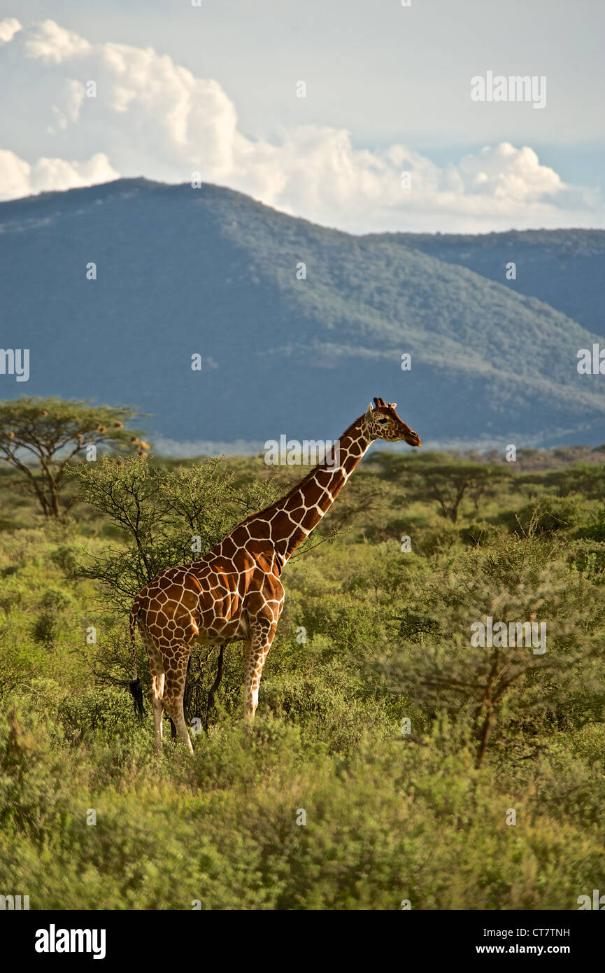 Beautiful Kenyan landscape with giraffe, Africa. Stock Photo