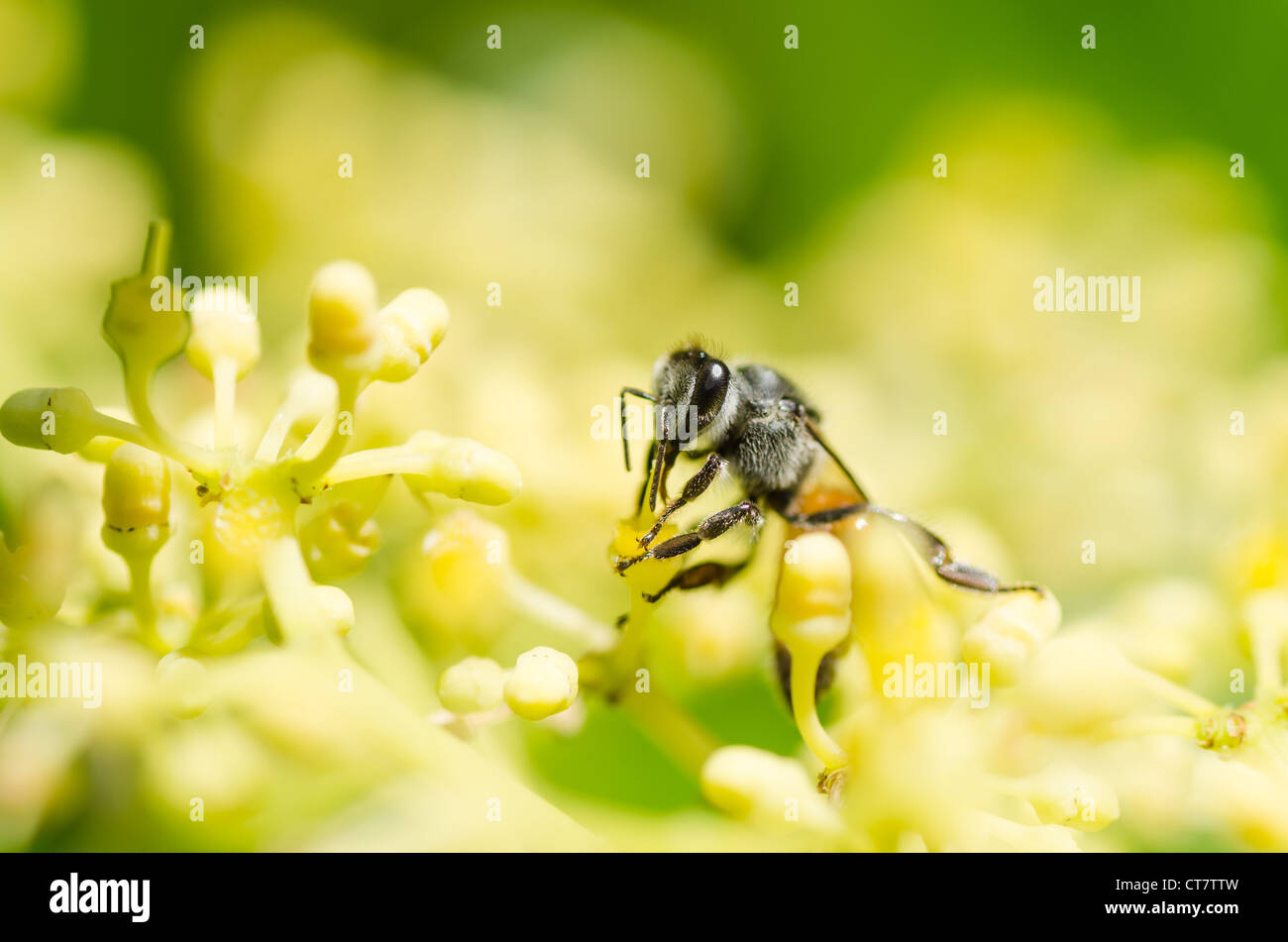 bee macro in green nature or in the garden Stock Photo