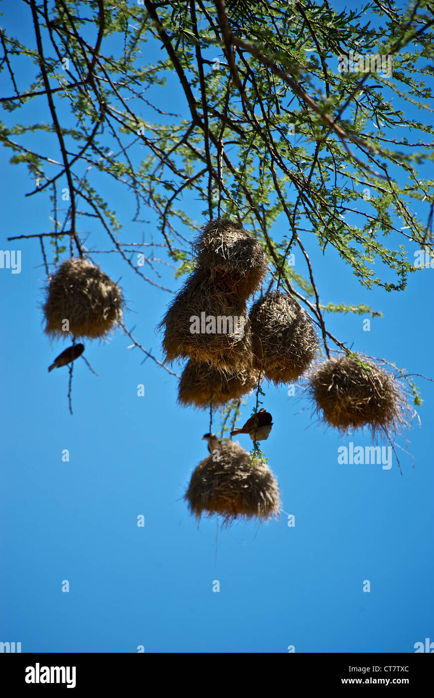 Birds with their nests in Africa Stock Photo Alamy
