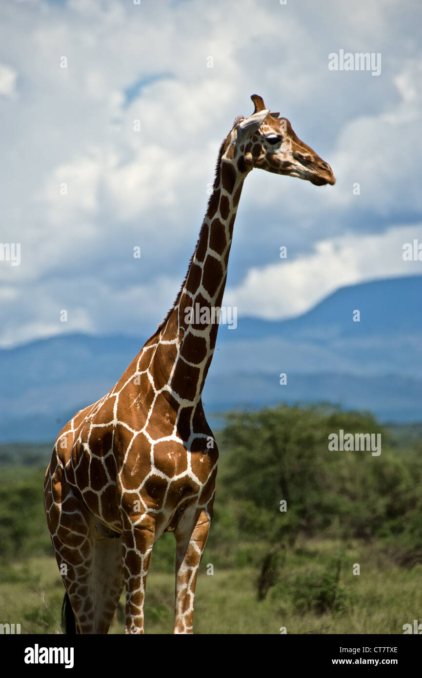 Portrait of Kenyan giraffe, Africa. Stock Photo