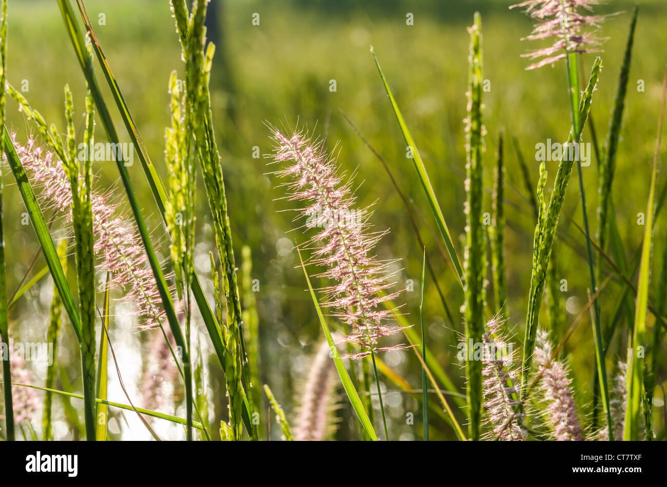 Rice field in farmland food of Asia Stock Photo - Alamy