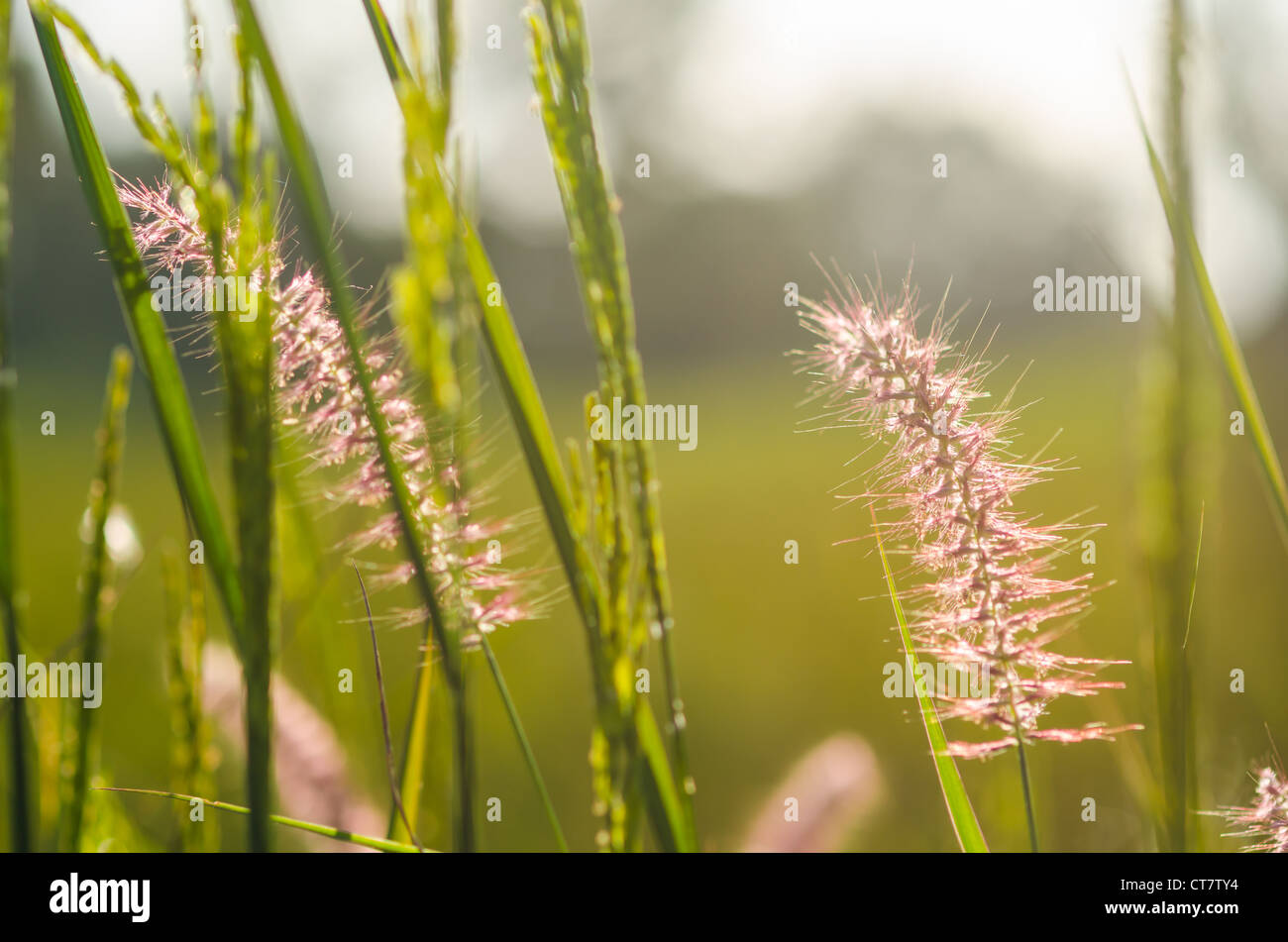 Rice field in farmland food of Asia Stock Photo Biology Diagrams
