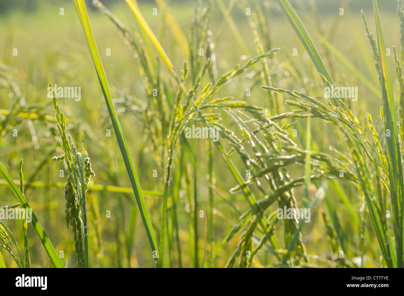 Rice field in farmland food of Asia Stock Photo Biology Diagrams