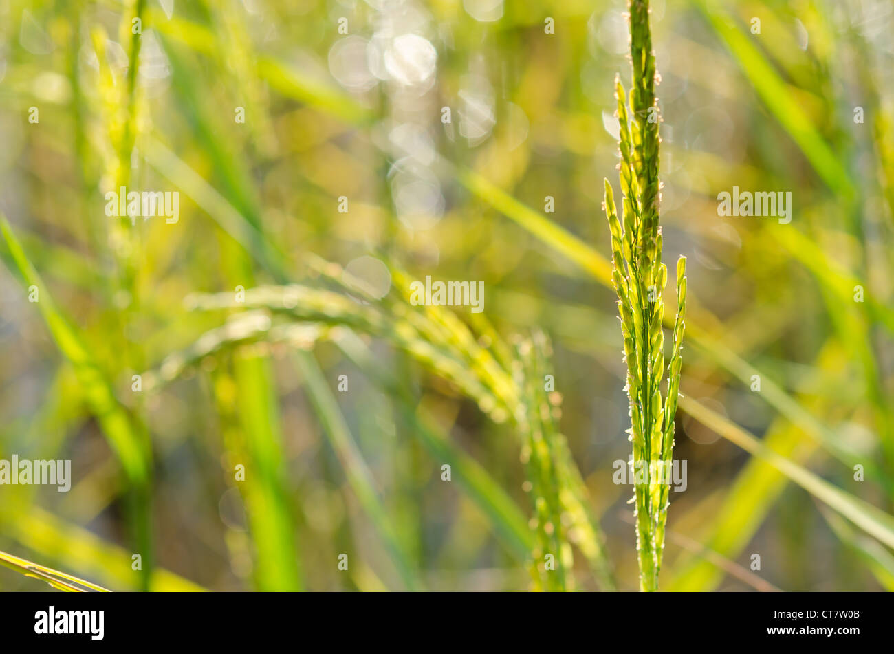 Rice field in farmland food of Asia Stock Photo - Alamy