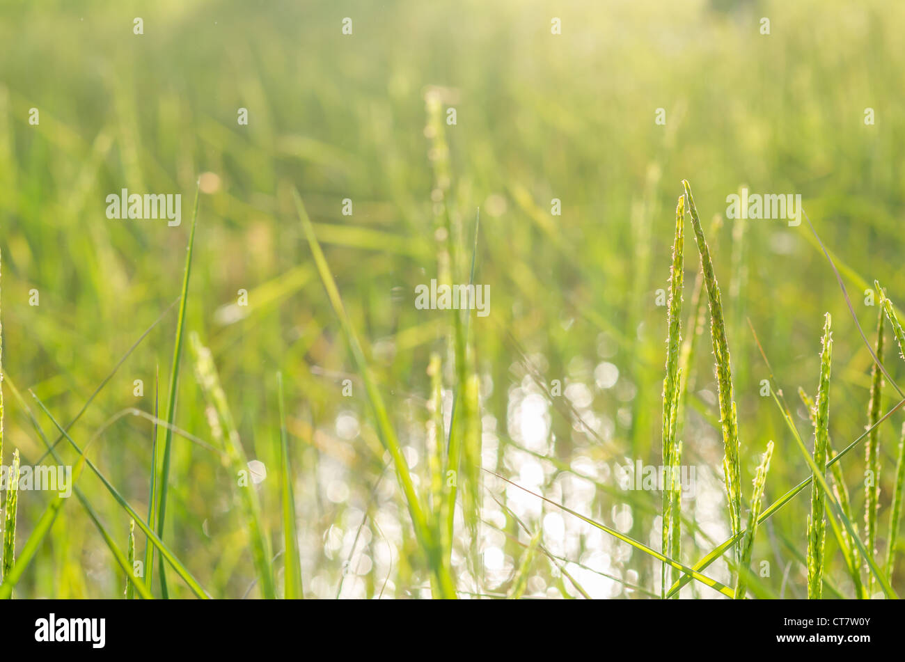 Rice field in farmland food of Asia Stock Photo Biology Diagrams