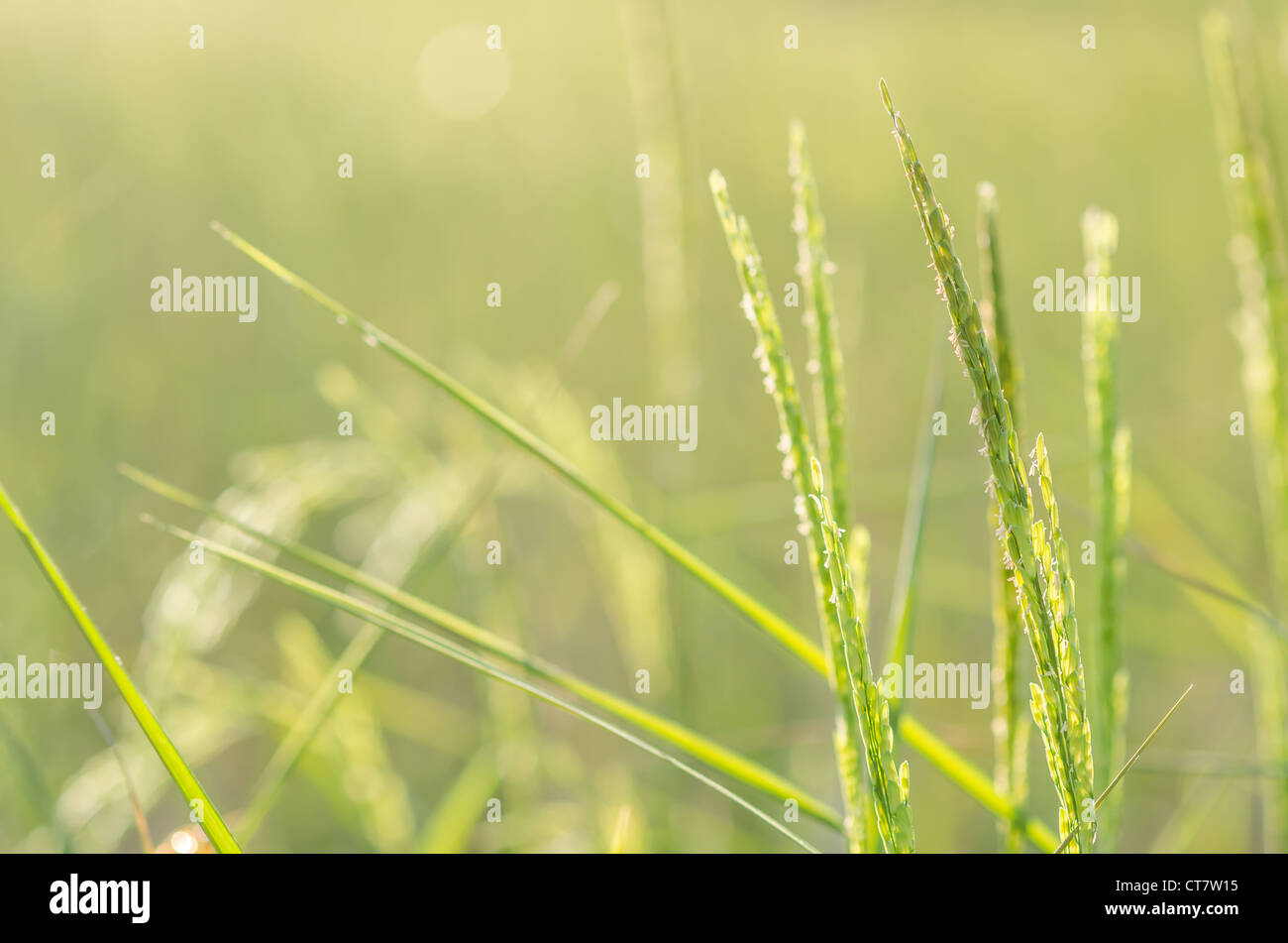 Rice field in farmland food of Asia Stock Photo Biology Diagrams