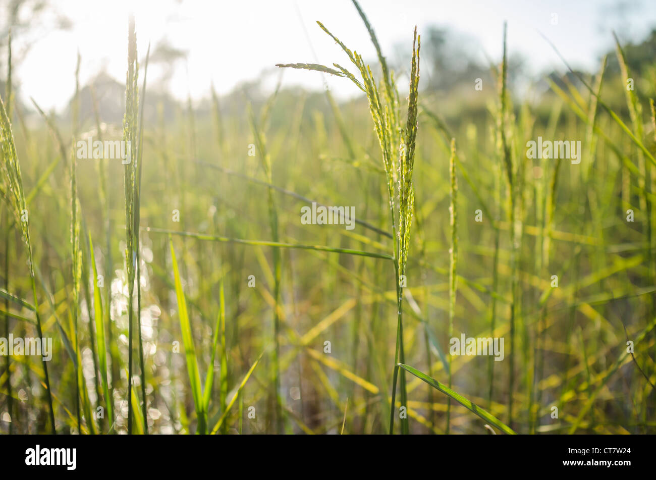 Rice field in farmland food of Asia Stock Photo Biology Diagrams
