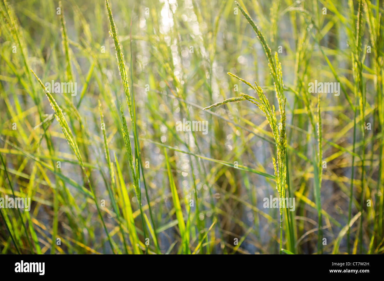 Rice field in farmland food of Asia Stock Photo Biology Diagrams