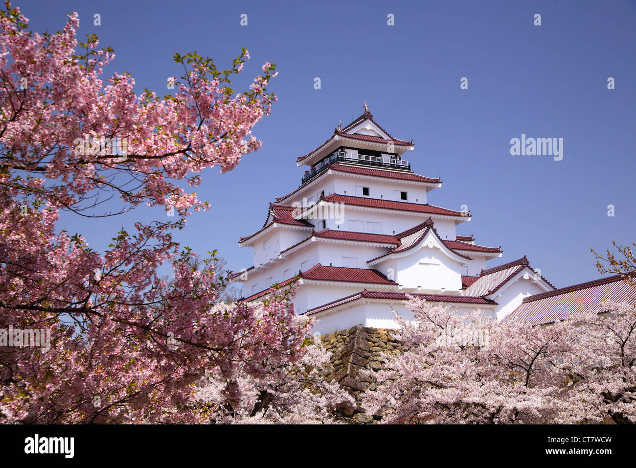 Aizuwakamatsu Castle and cherry blossom in Fukushima, Japan Stock Photo