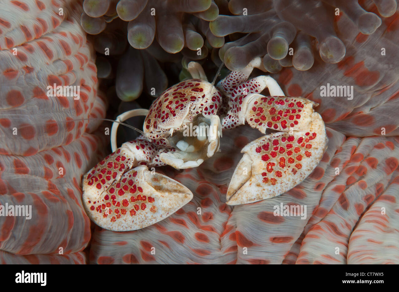 Porcelain crab (Neopetrolisthes oshimai) on an anemone at the Nudi Retreat 2 dive site in the Lembeh Straits Stock Photo