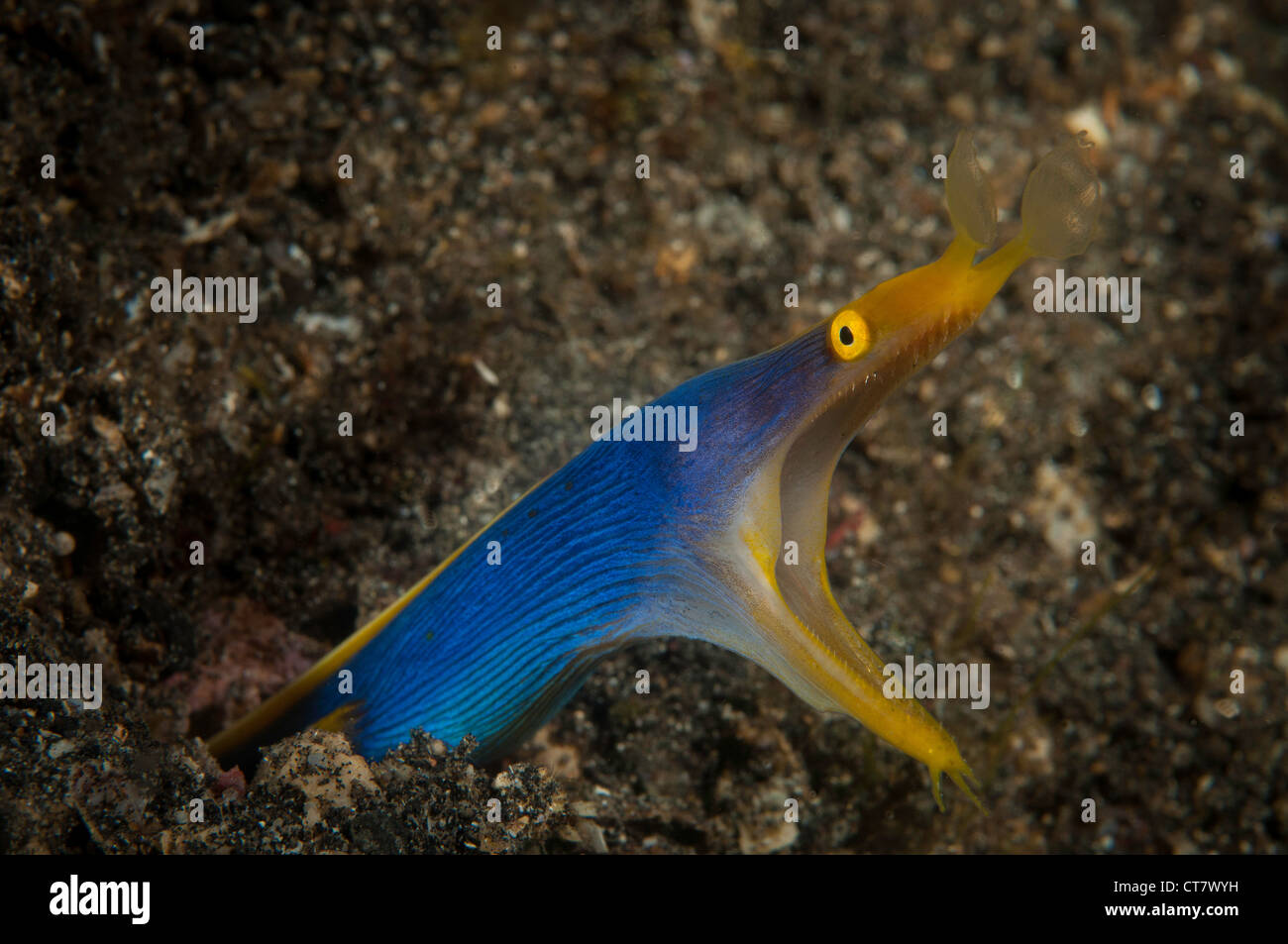 Ribbon eel (Rhinomuraena quaesita) on the Aer Prang 3 dive site in the Lembeh Straits Stock Photo