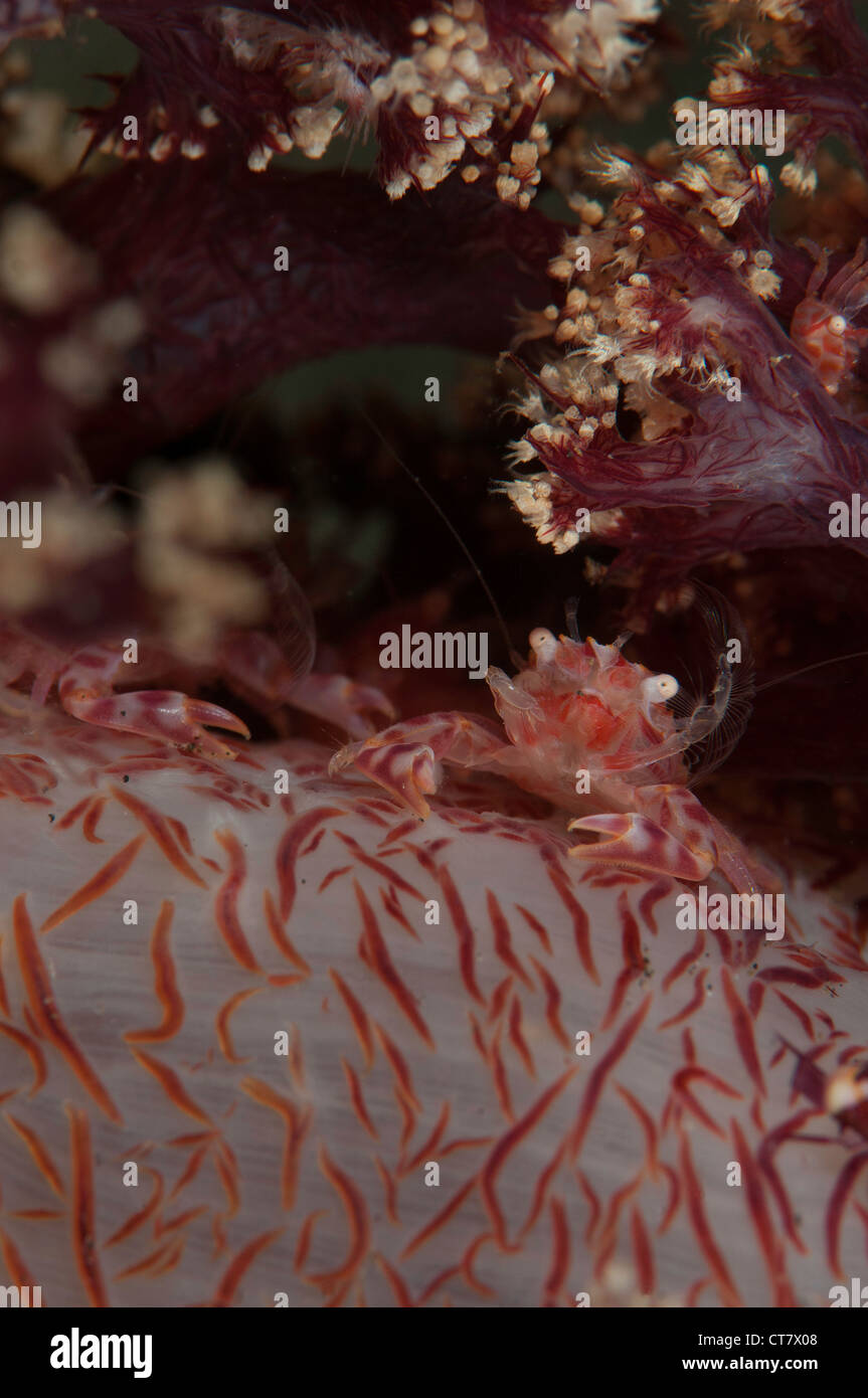 Soft coral crab (Hoplophrys oatesil), Tandu Rusa dive site, Lembeh Straits, Indonesia Stock Photo
