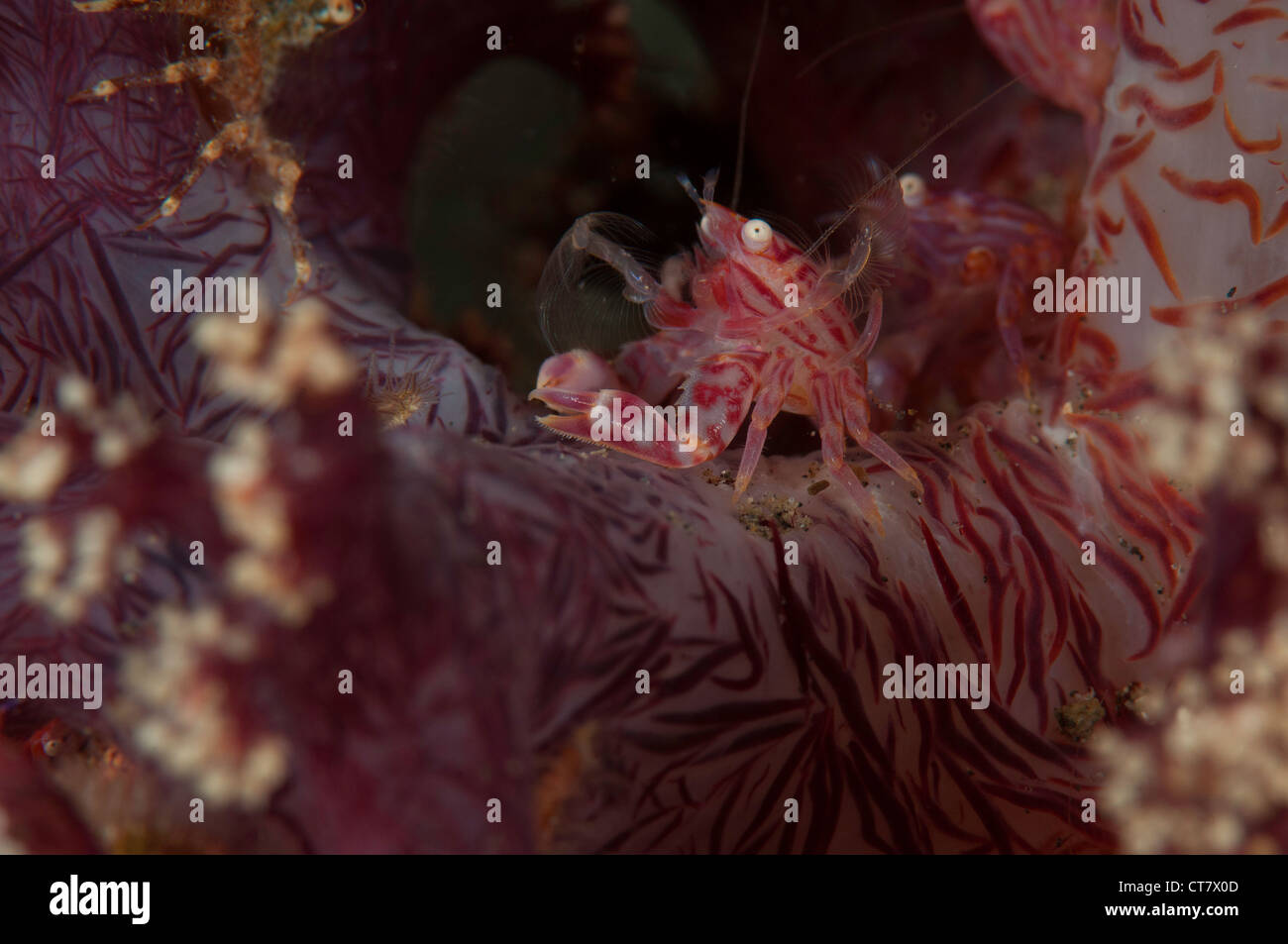 Soft coral crab (Hoplophrys oatesil), Tandu Rusa dive site, Lembeh Straits, Indonesia Stock Photo