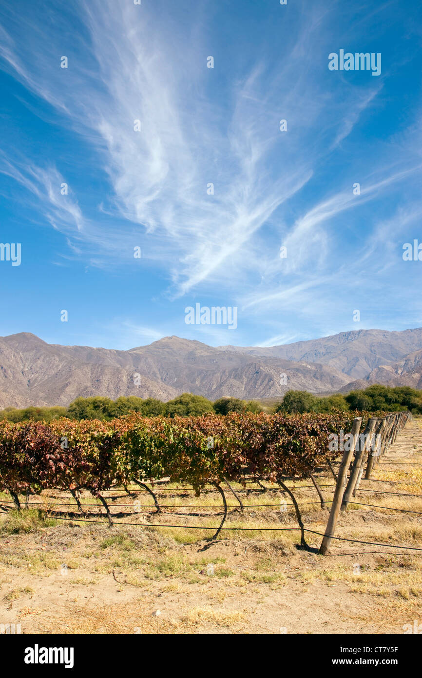 Vineyard or vines with mountains in background on the outskirts of town Stock Photo