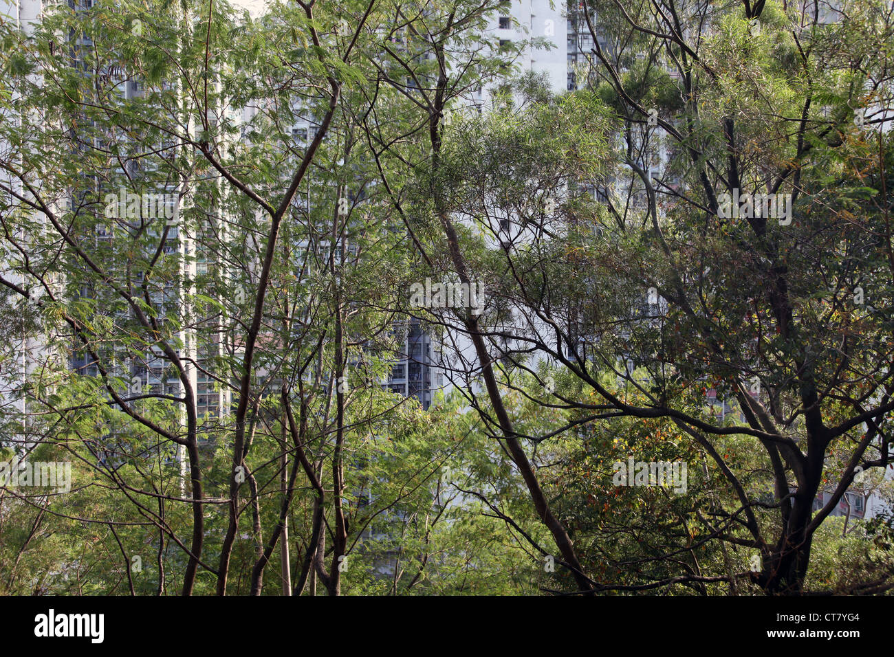 It's a photo of Hong Kong tower we can see though the trees and bushes. Pic took from a walk way in a hill Stock Photo