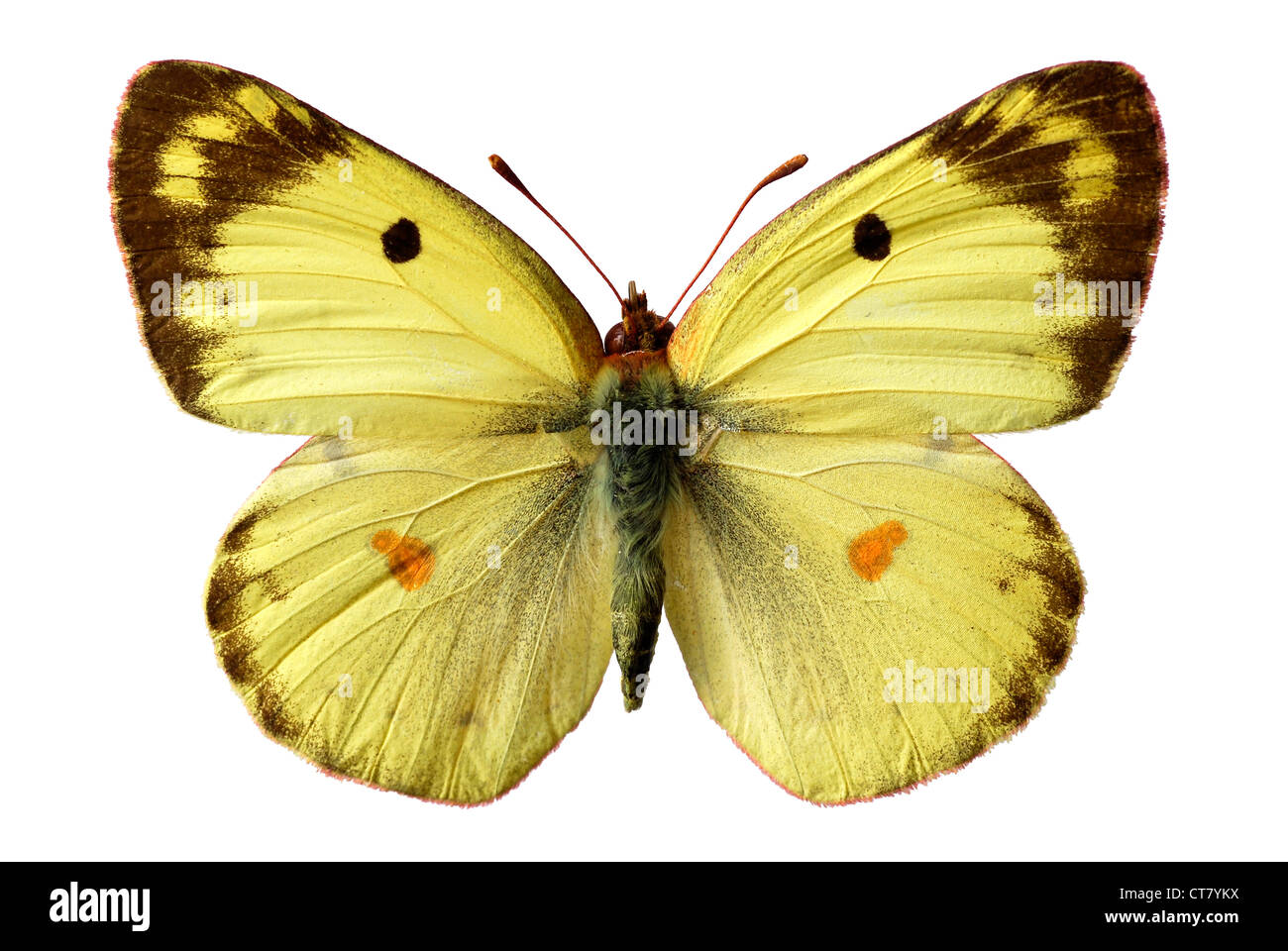Berger’s Clouded Yellow butterfly (Colias alfacariensis or sareptensis) isolated on white background Stock Photo