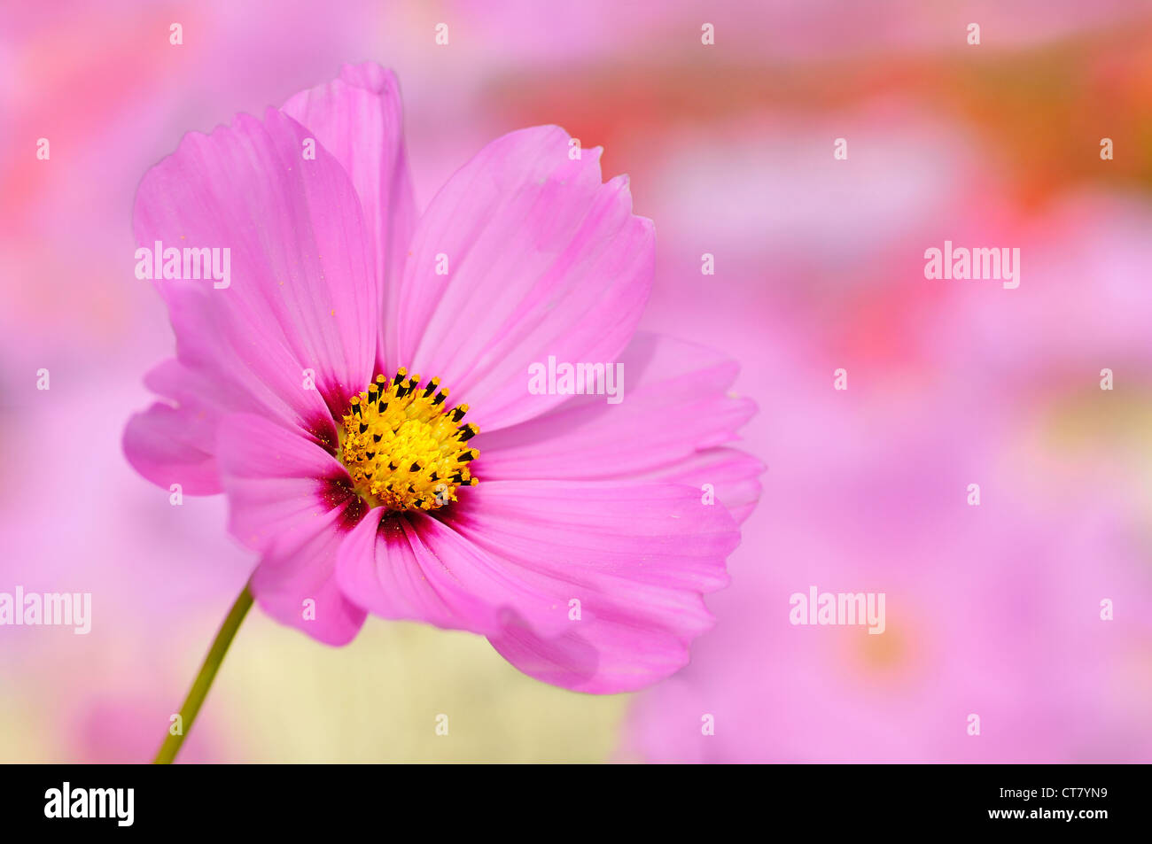Pink cosmos bipinnatus hi-res stock photography and images - Alamy