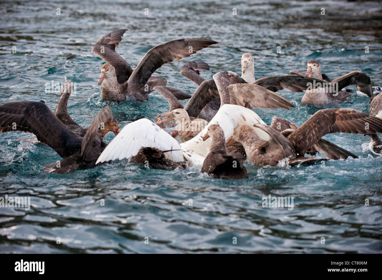 Southern giant petrel (Macronectes giganteus) in a feeding frenzy, Cooper Bay, South Georgia Island Stock Photo