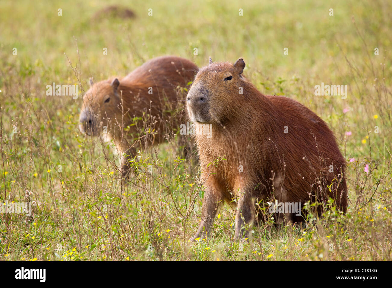 carpincho animal Conservation Status