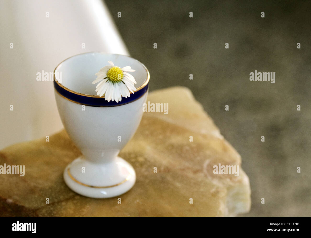 Berlin flower in an egg cup Stock Photo