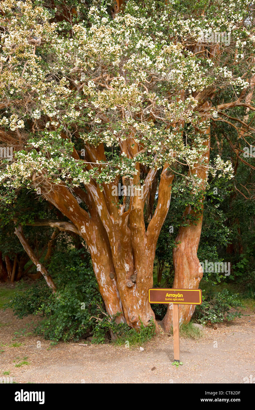Arrayan tree in Parque Nacional Los Arrayanes Stock Photo
