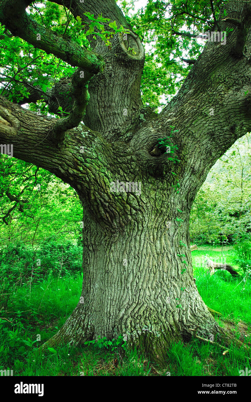 A mature oak tree UK Stock Photo Alamy