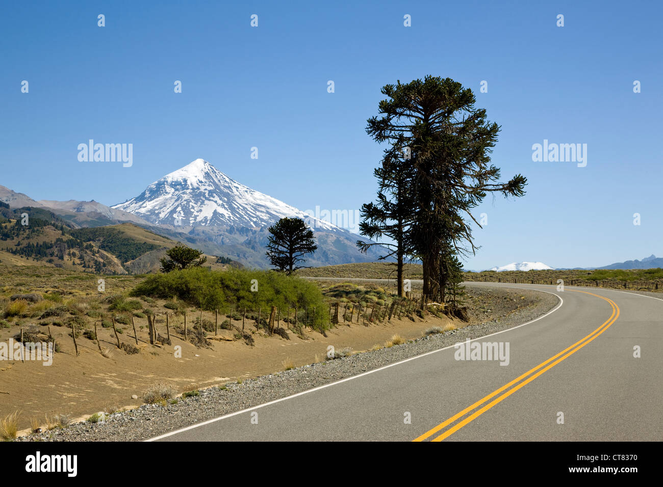 Araucaria or monkey puzzle tree on road Ruta 60 towards Chile with Volcan Lanin in background Stock Photo