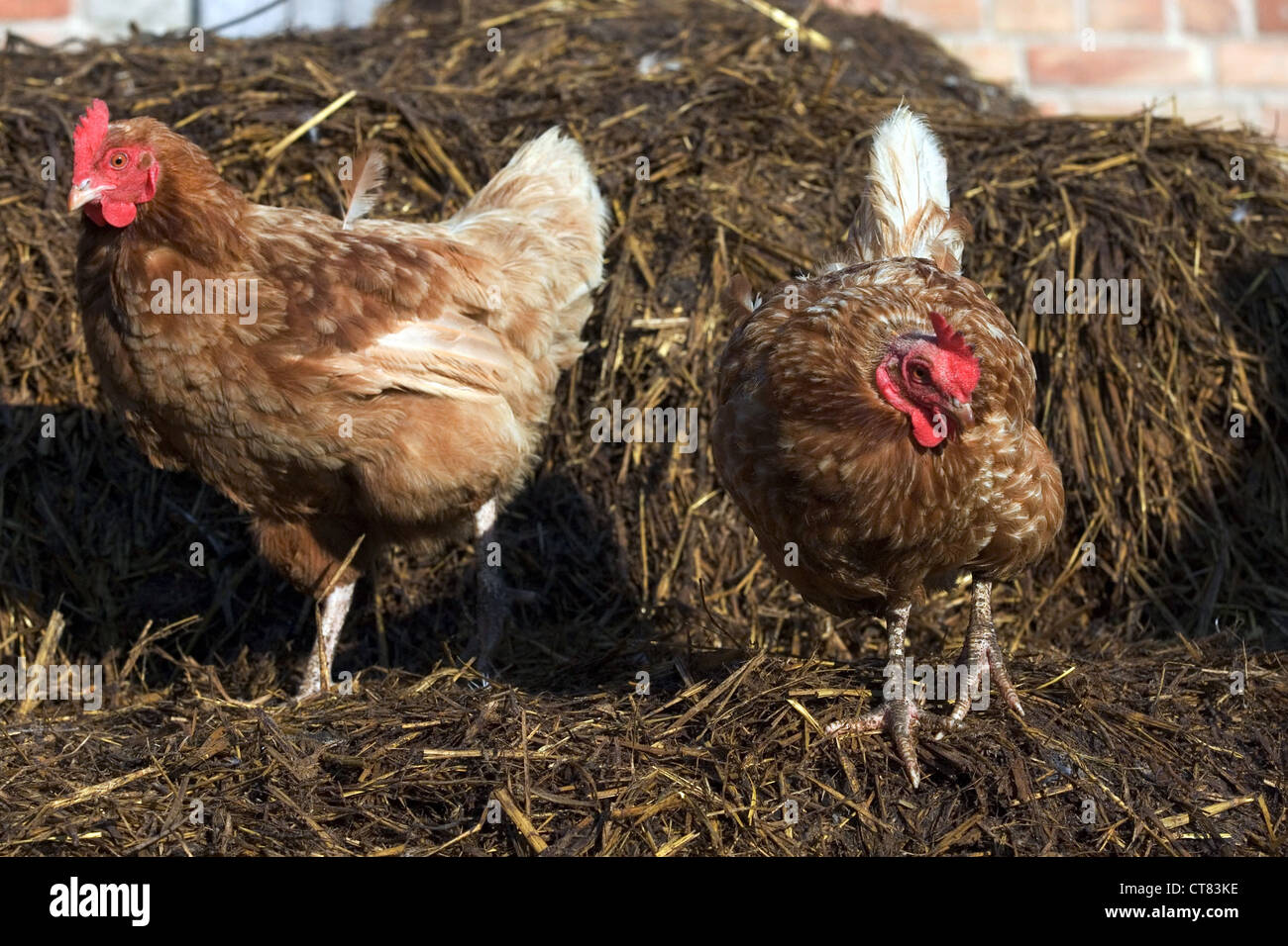 Huehnervoegel hires stock photography and images Alamy