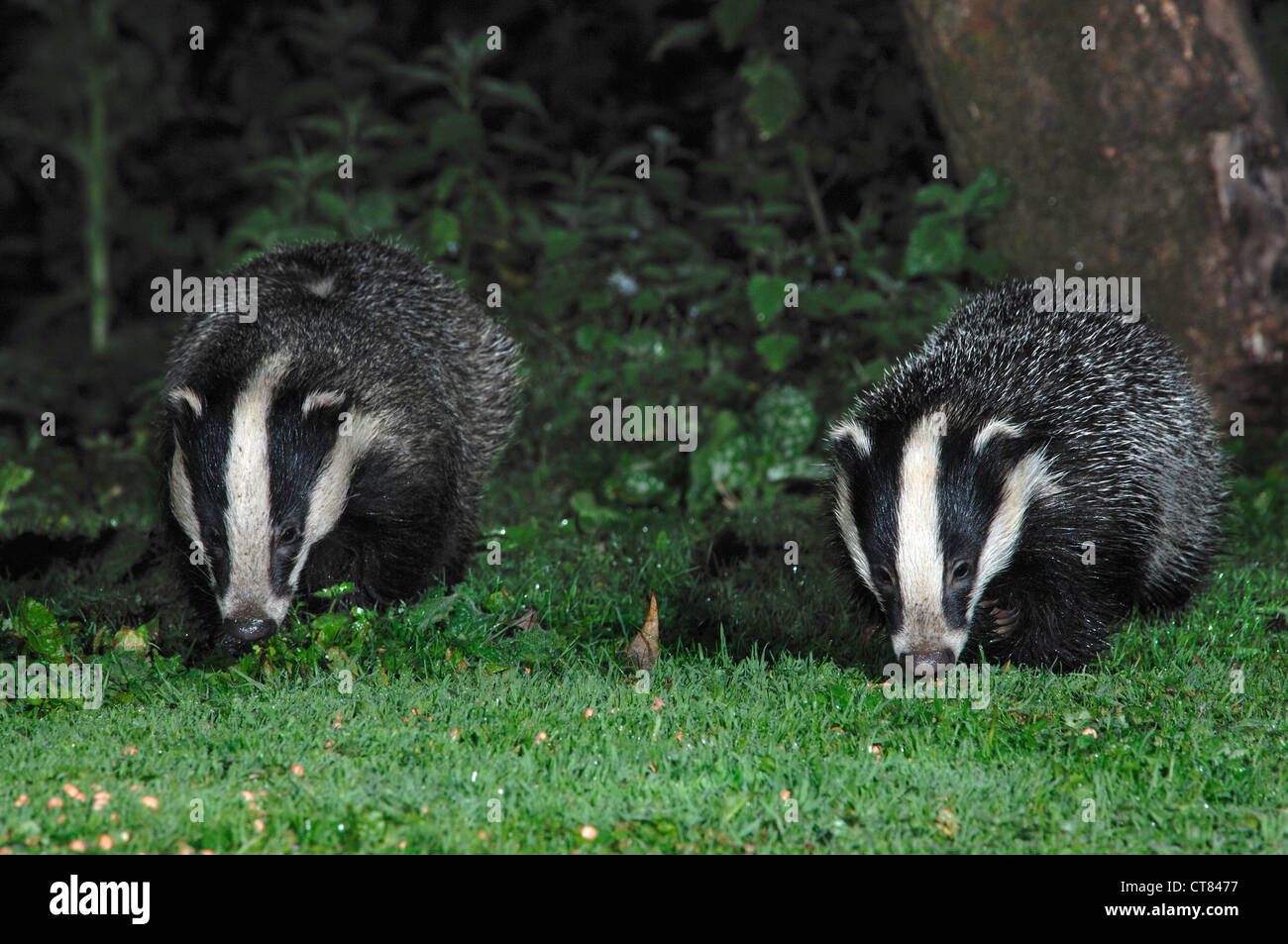 Badger Night High Resolution Stock Photography and Images Alamy