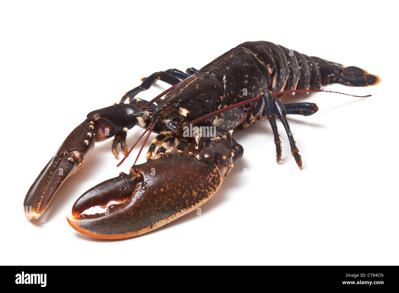 Fresh Lobster (common European) isolated on a white studio background. Stock Photo