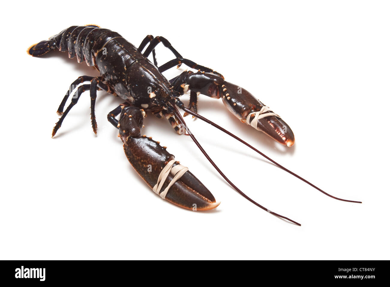 Fresh Lobster (common European) isolated on a white studio background. Stock Photo