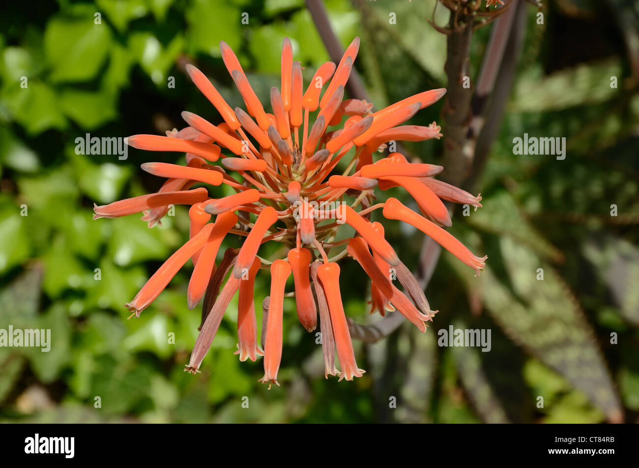 Flower of succulent on the green background Stock Photo - Alamy